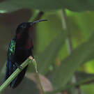 Colibri madère