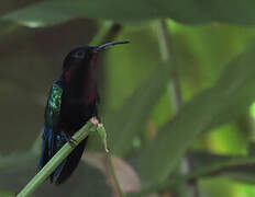 Purple-throated Carib