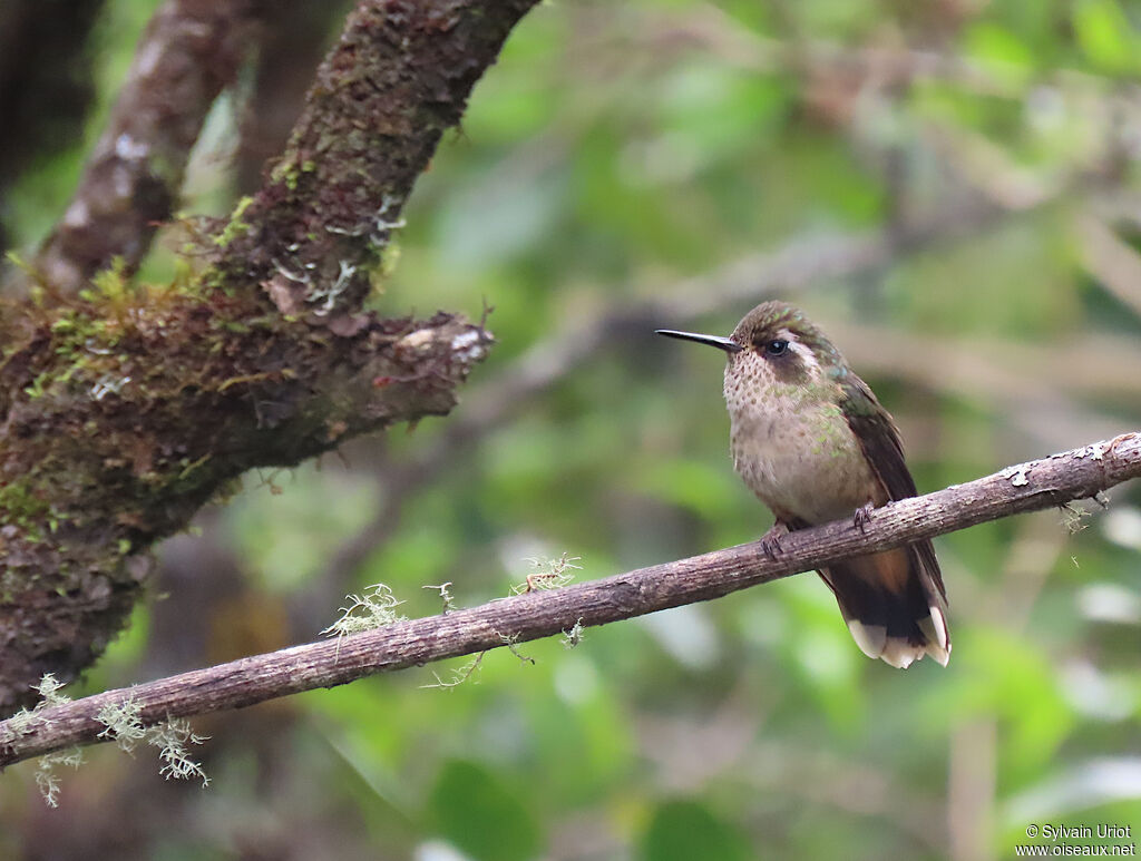 Colibri moucheté