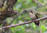 Colibri moucheté