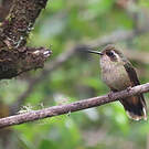 Colibri moucheté