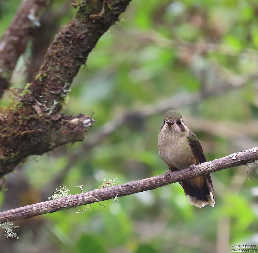 Colibri moucheté