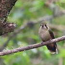 Colibri moucheté