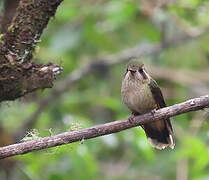 Speckled Hummingbird