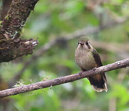 Colibri moucheté