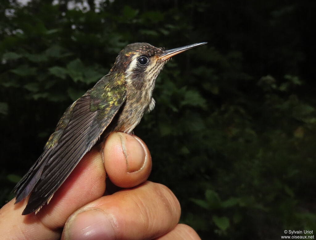 Speckled Hummingbirdadult