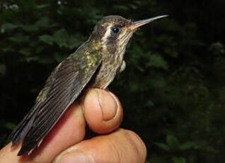 Colibri moucheté