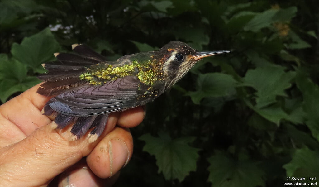 Colibri mouchetéadulte