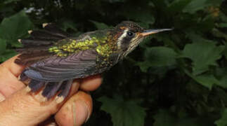 Colibri moucheté