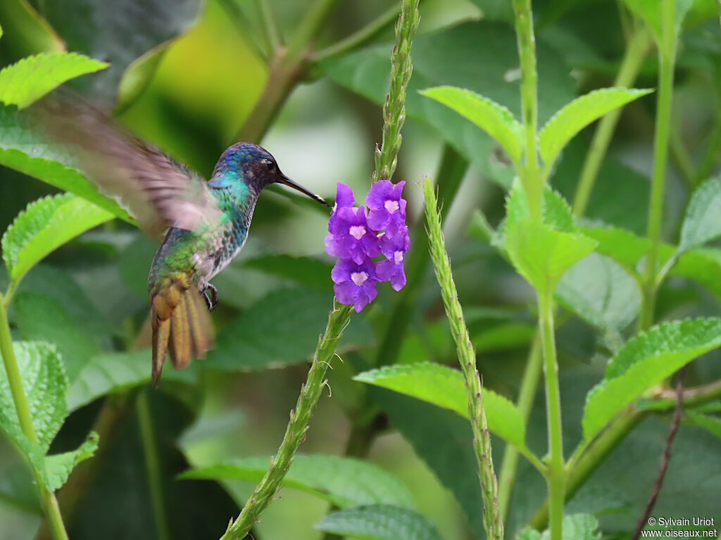 Colibri oenone adulte
