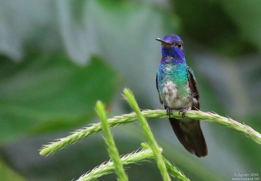 Colibri oenone adulte