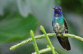 Colibri oenone