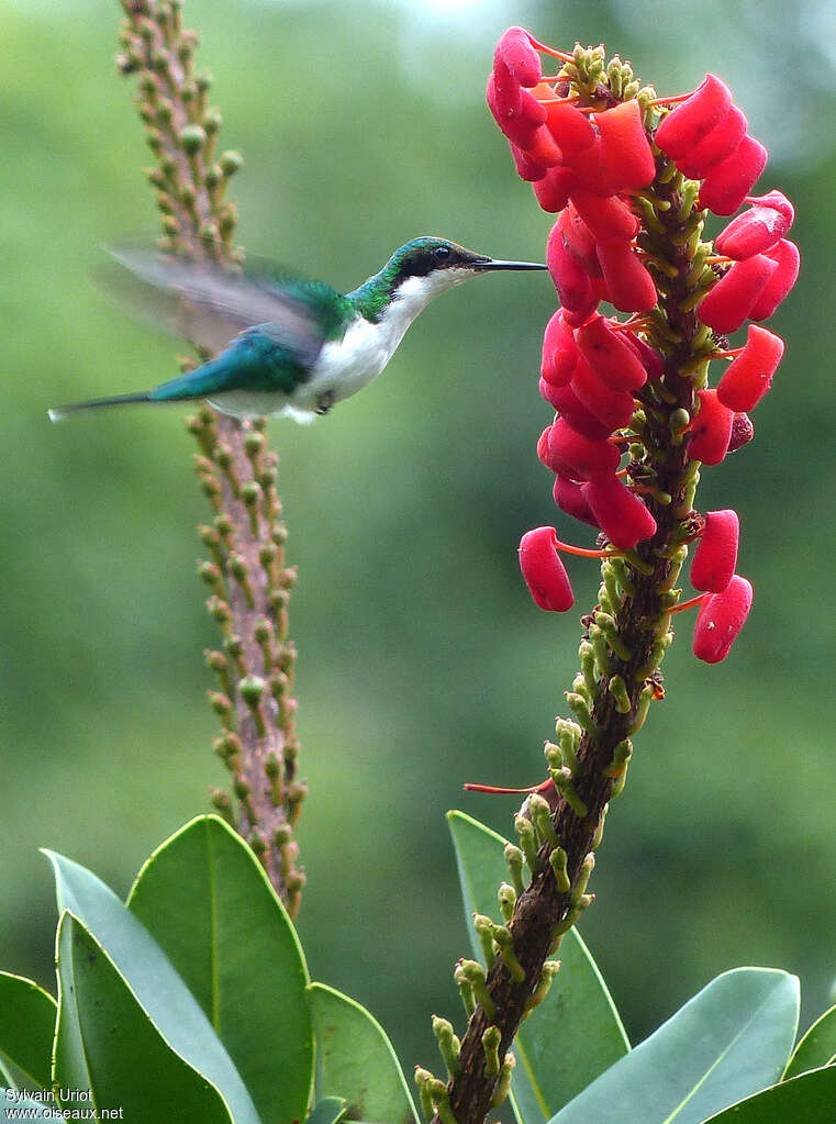 Black-eared Fairy male First year, identification