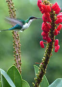 Black-eared Fairy