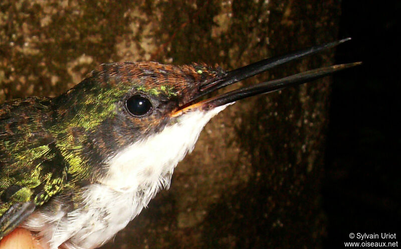 Colibri oreillard femelle immature