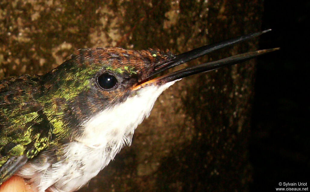 Black-eared Fairy female immature