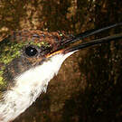 Colibri oreillard