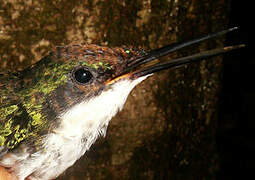 Black-eared Fairy