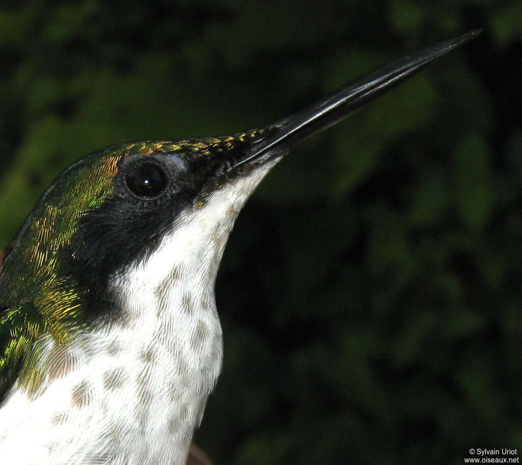 Colibri oreillard femelle adulte