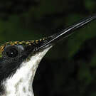 Colibri oreillard