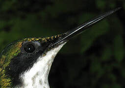 Black-eared Fairy