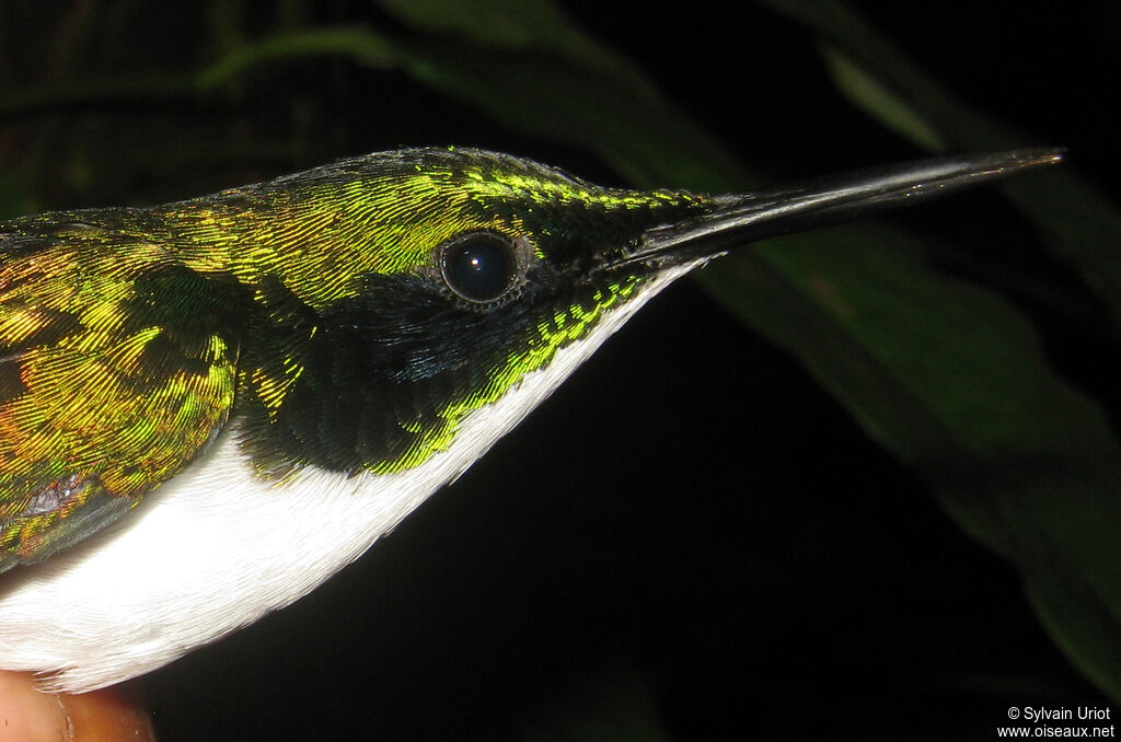 Black-eared Fairy male adult