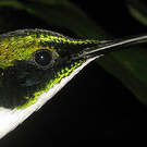Colibri oreillard