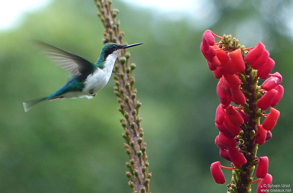 Colibri oreillardimmature