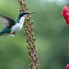 Colibri oreillard