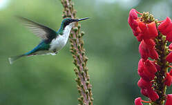 Colibri oreillard