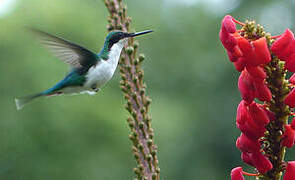 Black-eared Fairy