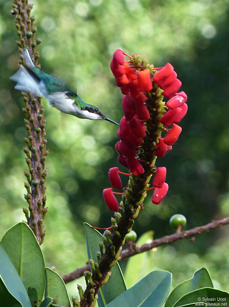 Black-eared Fairyimmature