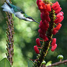 Colibri oreillard