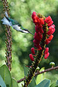 Black-eared Fairy