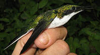 Colibri oreillard