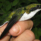 Colibri oreillard