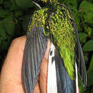 Colibri oreillard