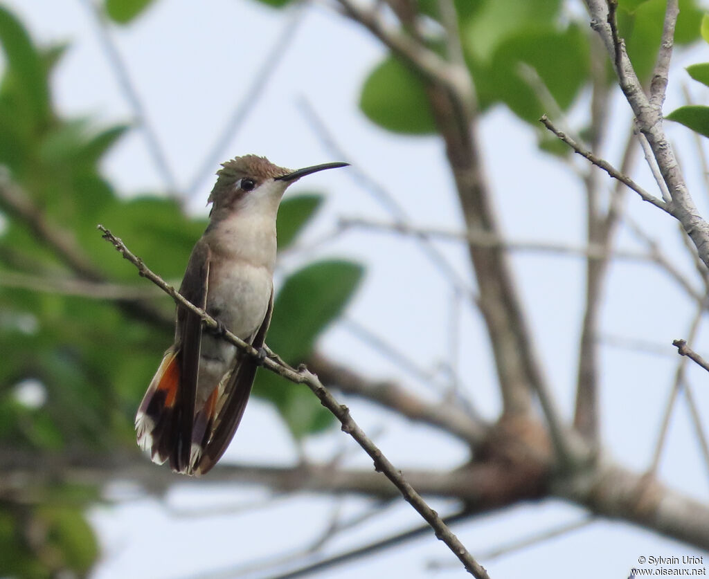 Colibri rubis-topaze
