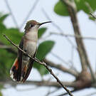Colibri rubis-topaze