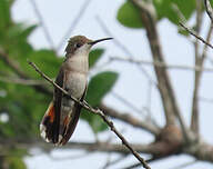 Colibri rubis-topaze
