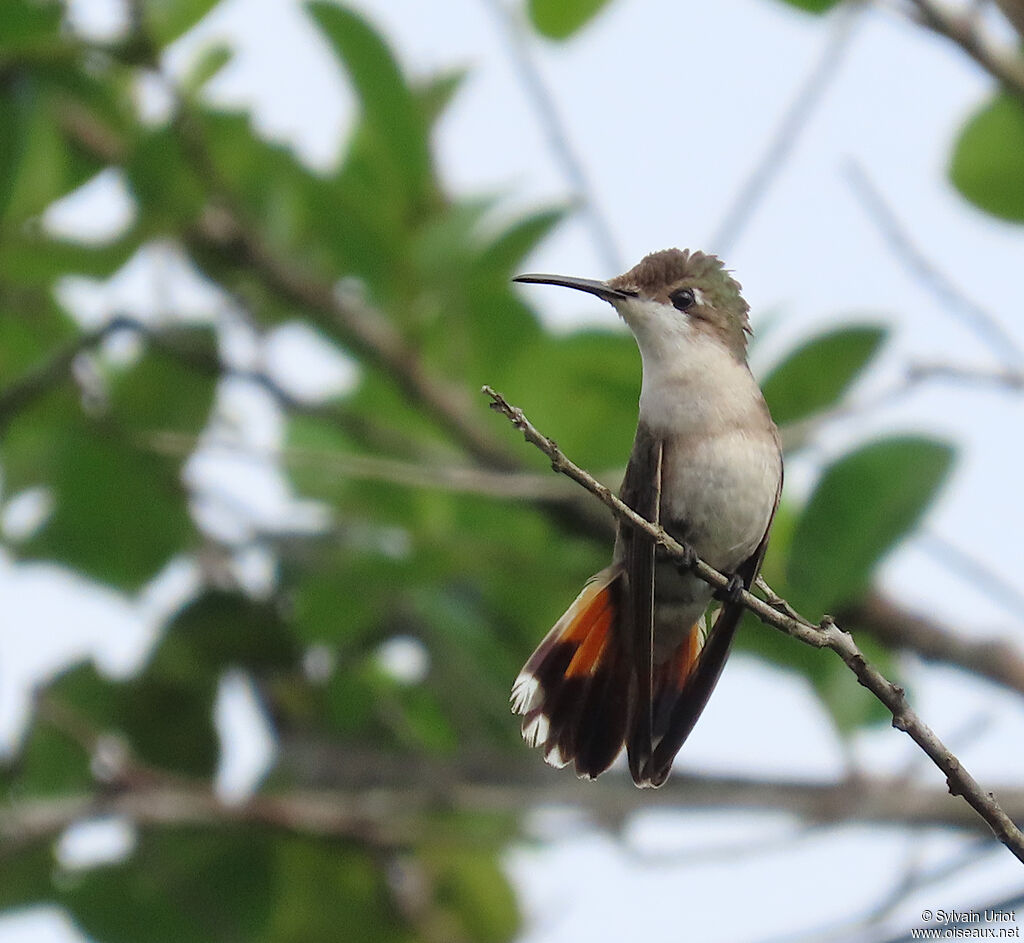 Colibri rubis-topaze
