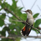 Colibri rubis-topaze
