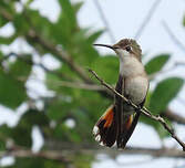 Colibri rubis-topaze