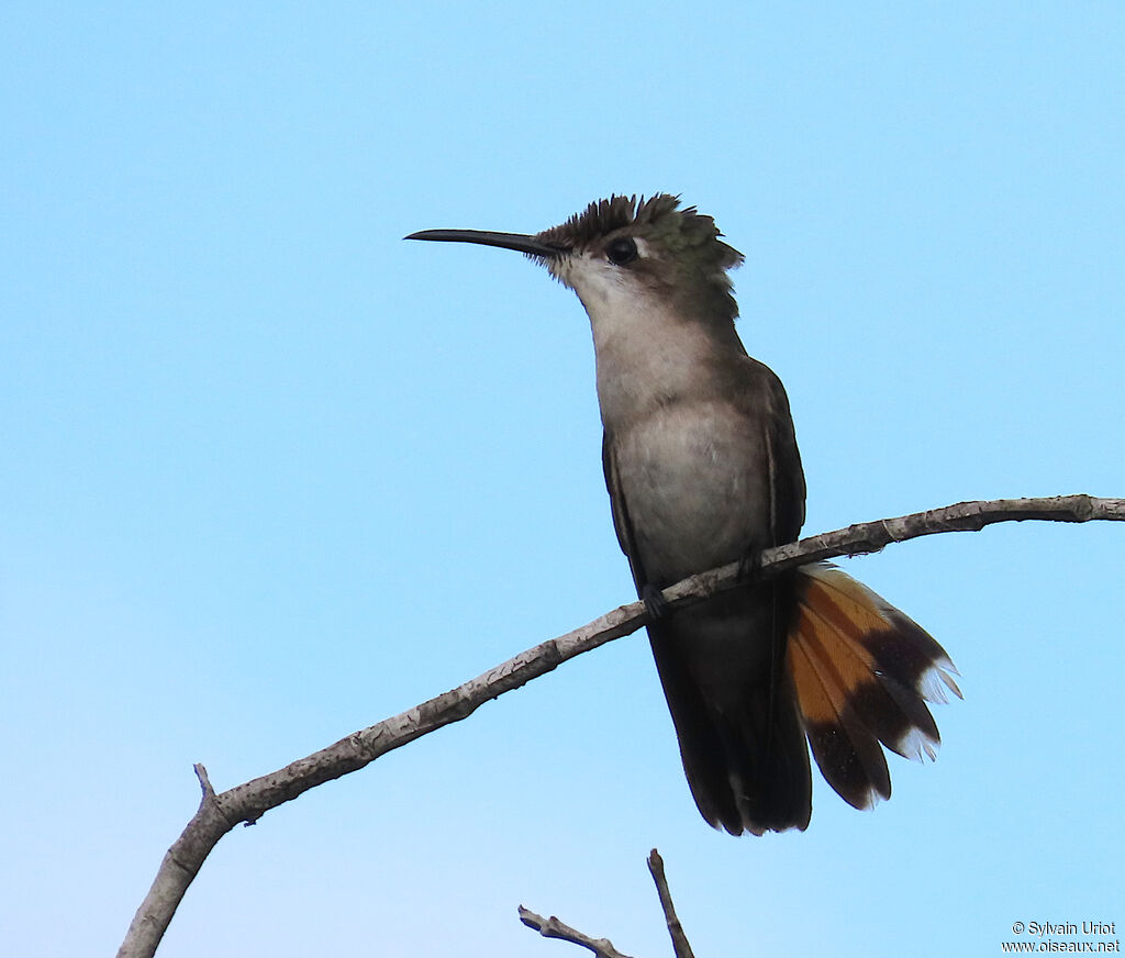 Colibri rubis-topaze