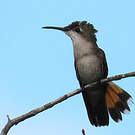 Colibri rubis-topaze