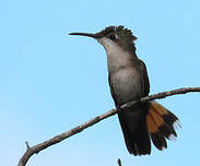 Colibri rubis-topaze