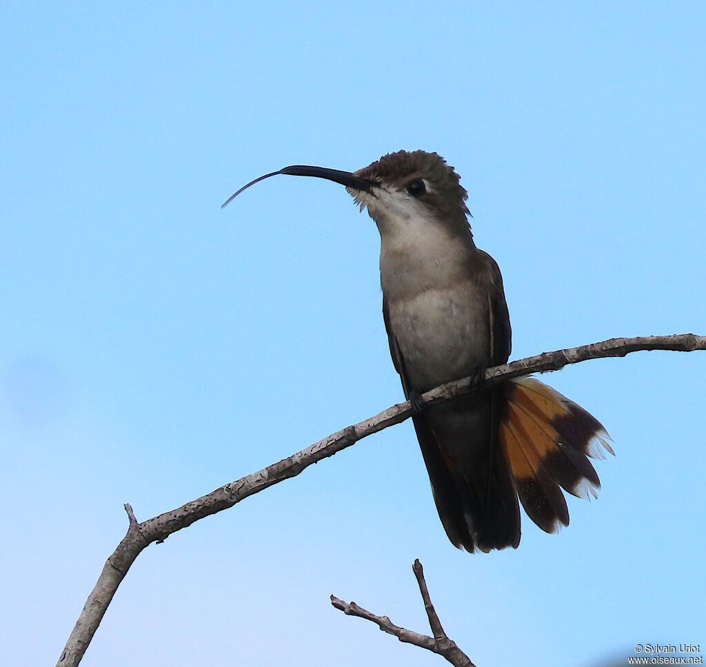 Colibri rubis-topaze