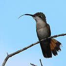 Colibri rubis-topaze