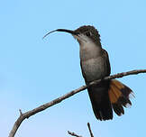 Colibri rubis-topaze