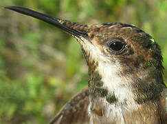 Ruby-topaz Hummingbird